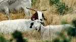 Carantină națională timp de 30 de zile pentru oi și capre. Mișcarea animalelor, suspendată