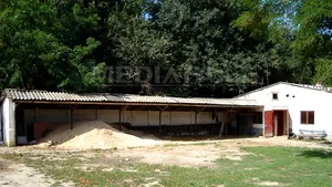 REPORTAJ: Hipodromul din Craiova, o ruină. Cum a ajuns monumentul istoric de la mândria oraşului la adăpost pentru câini maidanezi - FOTO