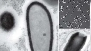 Un nou tip de VIRUS URIAŞ, vechi de peste 30.000 de ani, descoperit în solul îngheţat al Siberiei