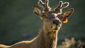 Norvegienii sunt nedumeriți cu privire la moartea „foarte neobișnuită” a renilor. Fenomenul este inexplicabil în această perioadă