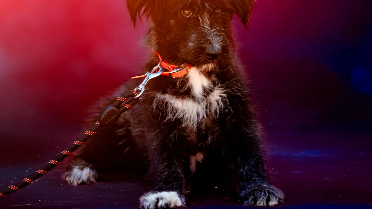 Campanie pentru adoptarea câinilor negri. ASPA: Au cu 50% mai puţine şanse de adopţie