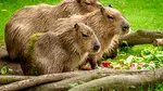 Cum a ajuns o familie de rozătoare din America de Sud pe străzile unui oraș din Thailanda
