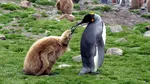Pinguinul Imperial a intrat oficial pe lista speciilor pe cale de dispariție