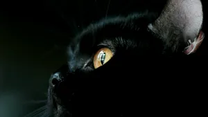 O pisică a supravieţuit şapte săptămâni zidită sub o cadă