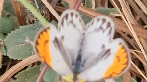 O specie de fluture apărută în Europa alarmează experții climatici