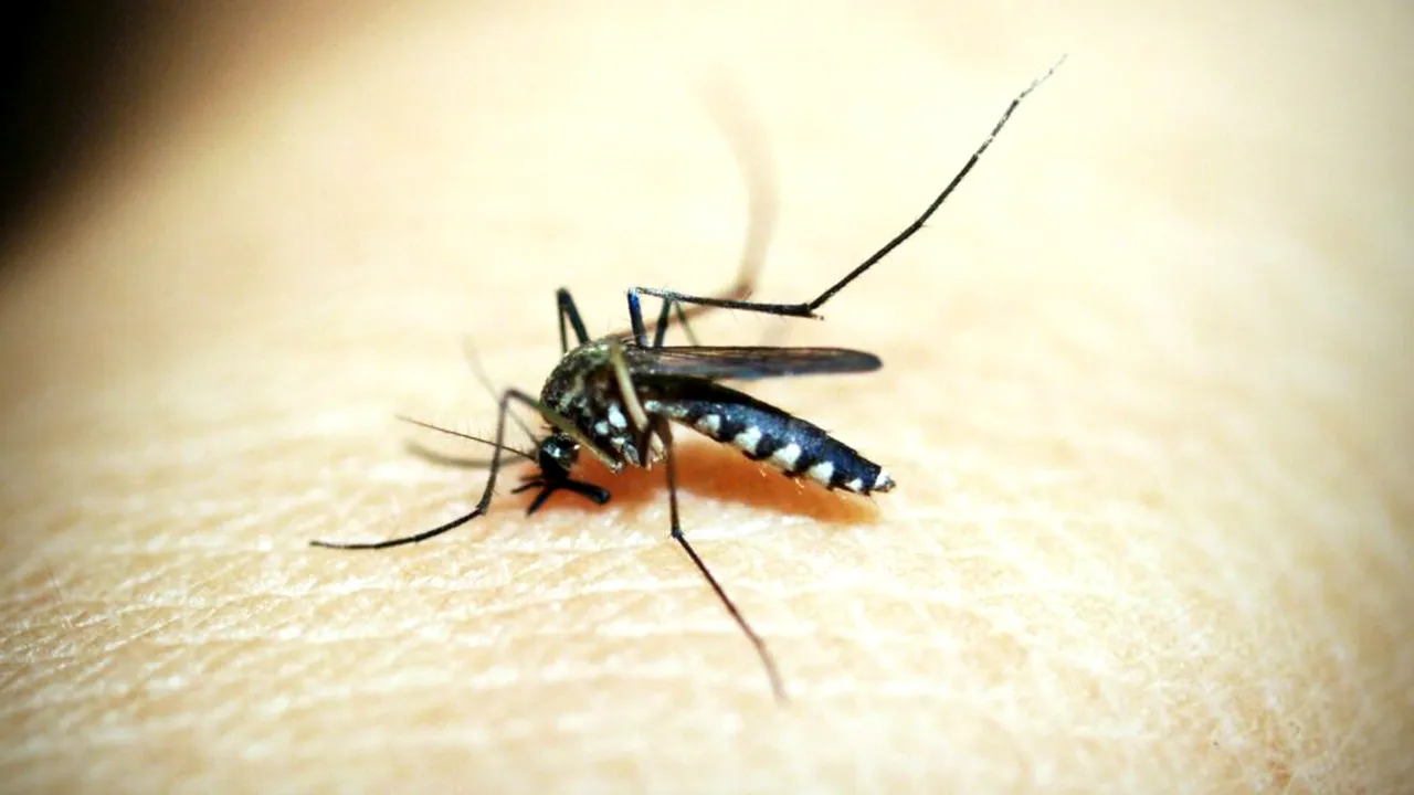 Europa riscă să devină un focar pentru virusul chikungunya, pe fondul extinderii habitatelor țânțarilor
