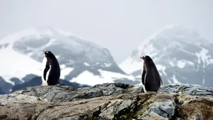 Excrementele pinguinilor, urmărite din spațiu timp de 30 de ani. Efectele schimbărilor climatice