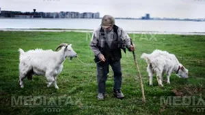 În 2021, cea mai bună brânză din lume provine de la capră