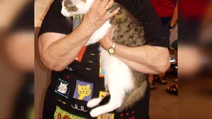 Prima pisică clonată din lume, CC, a ajuns la „majorat”. Felina a împlinit 18 ani