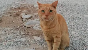 LIFE Garfield”, mascota pompierilor români aflați în misiune în Grecia. Motanul a apărut în timpul unei patrulări
