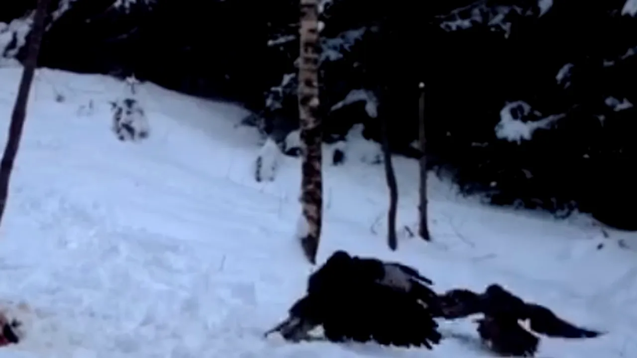 Imagini rare cu doi ulii şorecari care îşi dispută hrana, surprinse în Vrancea | VIDEO
