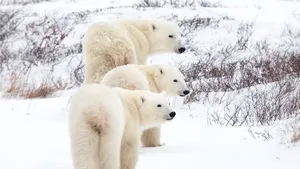 Modificări în ADN-ul urșilor polari ar putea ajuta specia să se adapteze la încălzirea globală