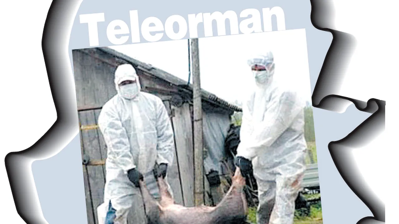 Mobilizare la Teleorman: Bani din fondul de rezervă pentru a reduce efectele pestei porcine în judeţ