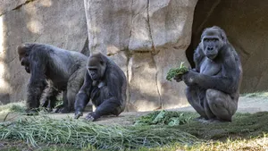 Studiu: Originile masturbării au fost descoperite la primate în urmă cu 40 de milioane de ani