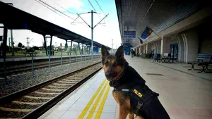 Rex, un câine poliţist care a ajutat la prinderea a 4 criminali, scos la pensie din cauze medicale