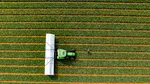 O descoperire care ar putea salva culturile de pesticide: plantele trimit semnale de ajutor, iar insectele le înțeleg