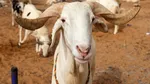 Gorjul își construiește primele ferme de carantină pentru ovine
