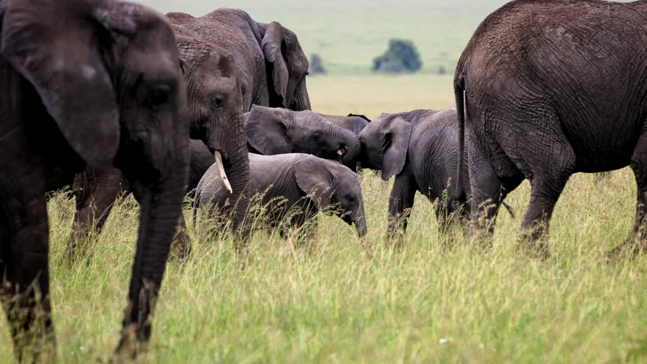 Cel mai iubit elefant al Kenyei a murit
