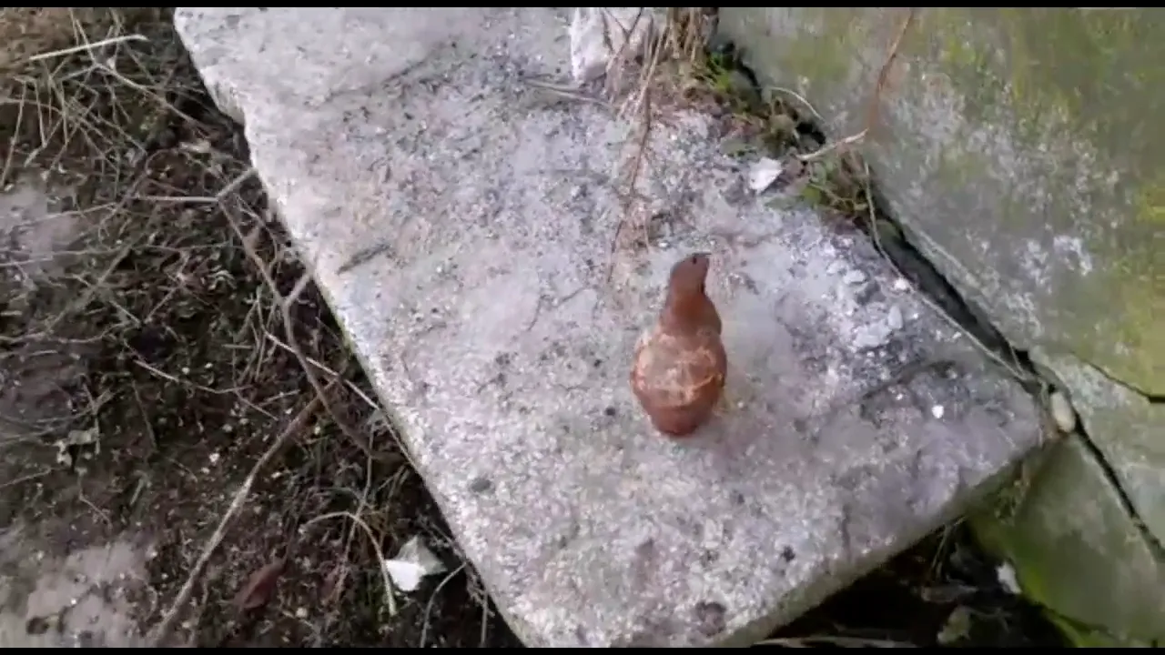Grenade neexplodate, din al Doilea Război Mondial, găsite în clădirea unui muzeu | FOTO