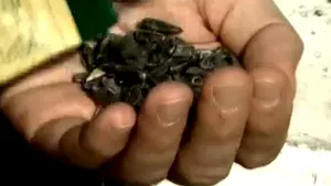 Primul oraş din România în care aruncatul cojilor de seminţe pe jos se sancţionează