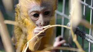 O maimuţă cu cap de bufniţă s-a născut într-o grădină zoologică din Franţa