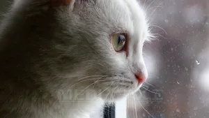 Cum beau felinele apă fără să îşi murdărească botul?