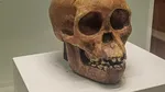 Antropologii dezvăluie că o specie umană și mai primitivă de australopitec a coexistat cu specia celebrei Lucy