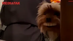 Thomas, câinele cu rânjet de om, a ajuns vedetă! Imaginile virale care au făcut înconjurul Internetului