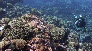 Țările din Africa și Commonwealth cer punerea în aplicare a unui tratat privind protejarea oceanelor