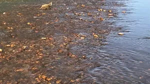 ALERTĂ pe râul Timiş: Peşti morţi, descoperiţi în apropierea unei staţii de epurare. Garda de Mediu face verificări | FOTO