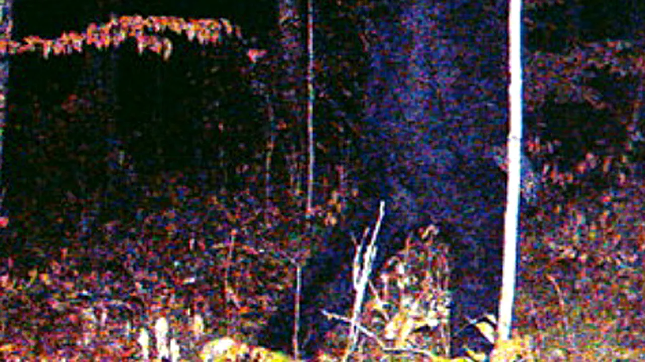 Bigfoot, fotografiat în Minnesota