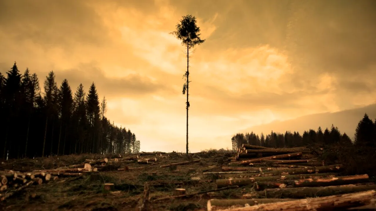 O companie globală, implicată în numeroase proiecte ecologice, a tăiat ilegal peste 250.000 de copaci pentru a construi o clădire
