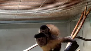 Cei mai drăgălaşi chiriaşi de la Zoo Oradea: puiul de capucin brun şi puiul de antilopă GALERIE FOTO