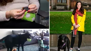 Câinii îşi pot apela singuri stăpânii. DogPhone este dispozitivul care poate fi montat în mingiile animalelor de companie