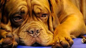 Câinii ar putea fi folosiţi pentru detectarea cancerului de prostată