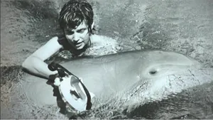 Experiment eşuat al NASA. Cum s-a sinucis un delfin, după ce a fost despărţit de instructorul său