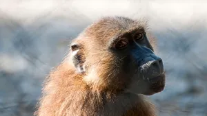 PANICĂ la ZOO din  Paris: Peste 50 de BABUINI au evadat. Autorităţile, în alertă maximă | FOTO, VIDEO