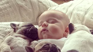 IMAGINI ÎNDUIOŞĂTOARE: Bebeluşul care doarme alături de trei bulldogi francezi - FOTO