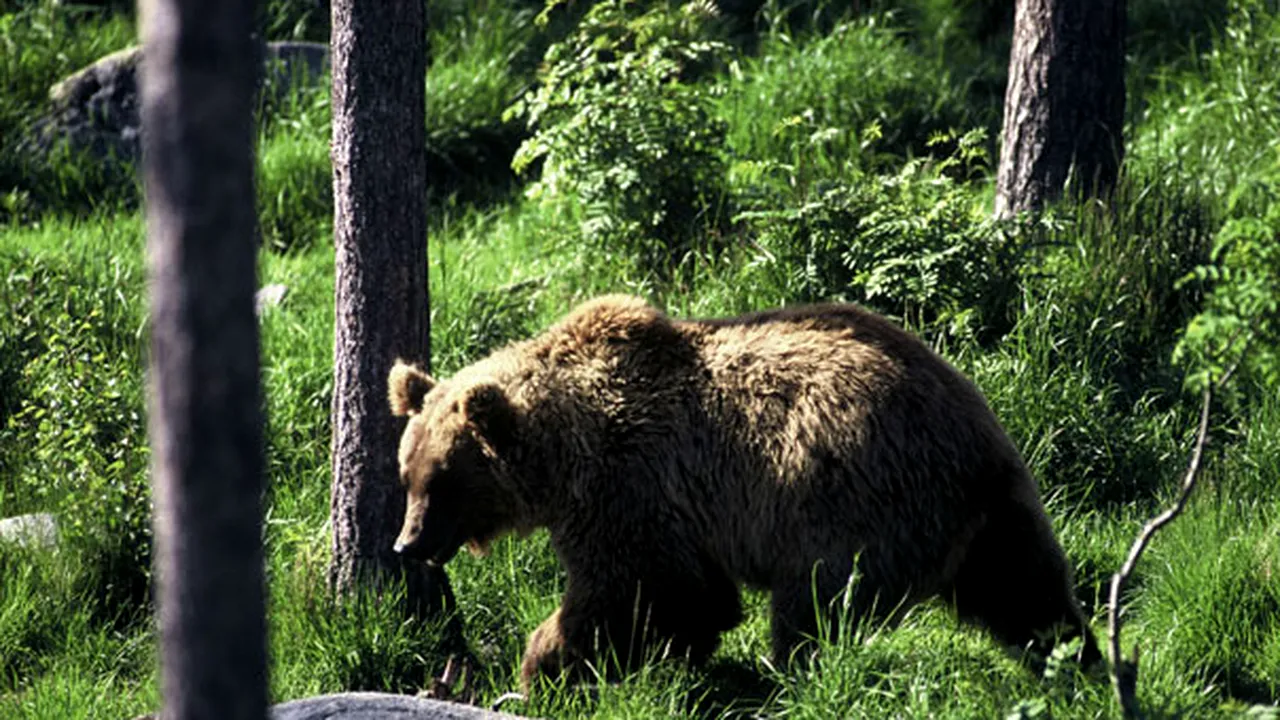 WWF solicită autorităţilor identificarea şi protejarea coridoarelor de trecere ale ursului brun - FOTO, VIDEO
