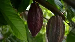 Cultivatorii de cacao din Ghana riscă până la 20 de ani de închisoare dacă încalcă o nouă lege