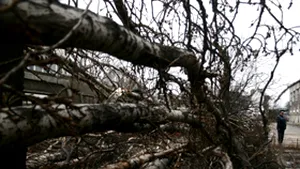Un bucureştean a murit strivit de un copac, în cartierul Floreasca