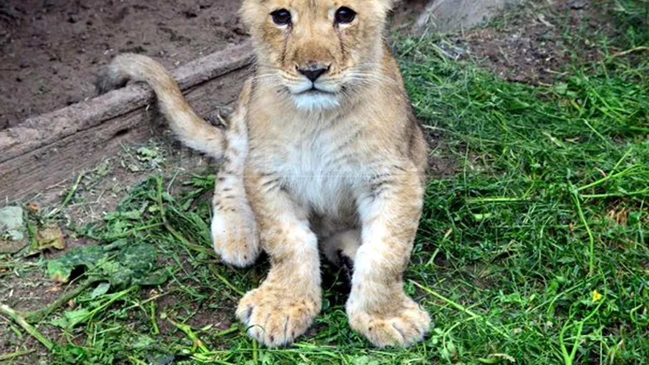 Un pui de leu de la Grădina Zoologică din Oradea, neacceptat de mamă şi hrănit cu biberonul, a murit