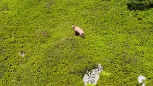 IMAGINI SPLENDIDE. Capră neagră, filmată în mijlocul bujorilor de munte înfloriţi într-un gol alpin 