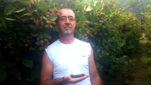 FOTO | Un preot din Gorj cultivă mure, fructele fiind distribuite în supermarket şi la domiciliul clienţilor