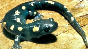 Primul caz de simbioză dintre plante şi vertrebrate, descoperit de cercetători