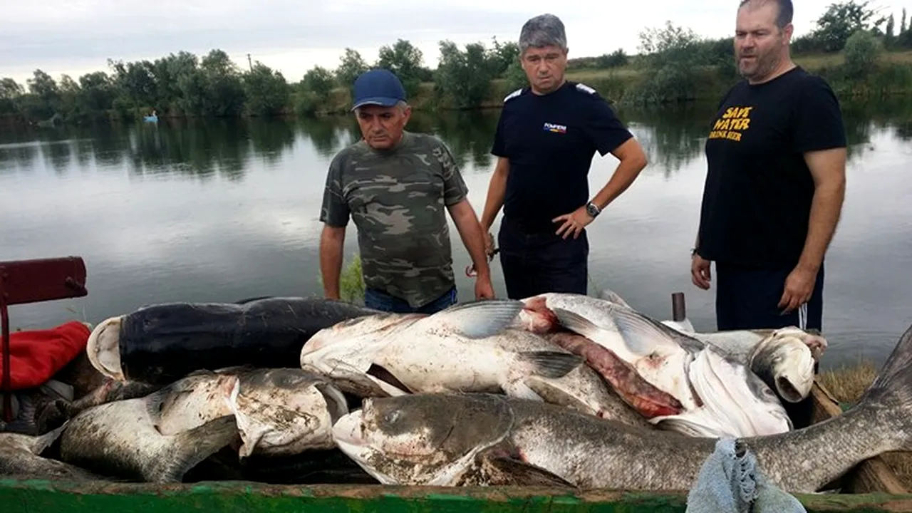 O tonă şi jumătate de peşti morţi, din cauza caniculei, într-o baltă din Sânnicolau Mare. Pompierii au intervenit 9 ore pentru reoxigenarea apei