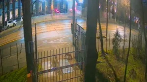 Trei vulpi, filmate în centrul Bucureștiului. Fauna sălbatică se adaptează orașului