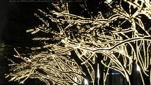 Copacii bioluminiscenţi ar putea înlocui iluminatul stradal într-un viitor apropiat