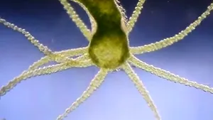 Câtă viaţă încape într-un strop de apă: IMAGINI incredibile surprinse cu organisme vii - FOTO, VIDEO