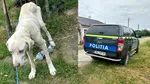 Amendă usturătoare pentru un bărbat din Caraș-Severin care și-a neglijat cățelușa de 1 an